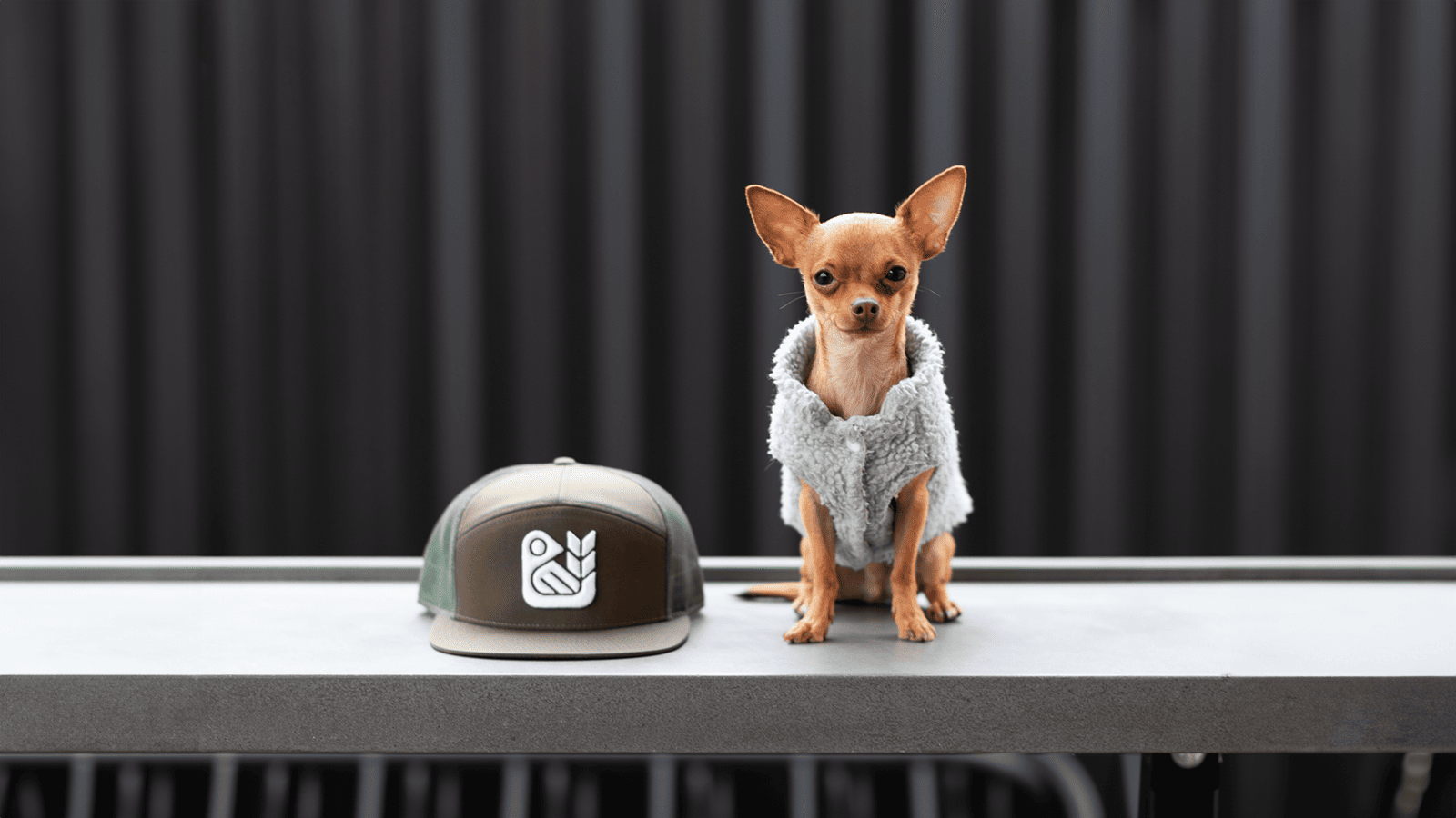red bird brewing merch hat and dog