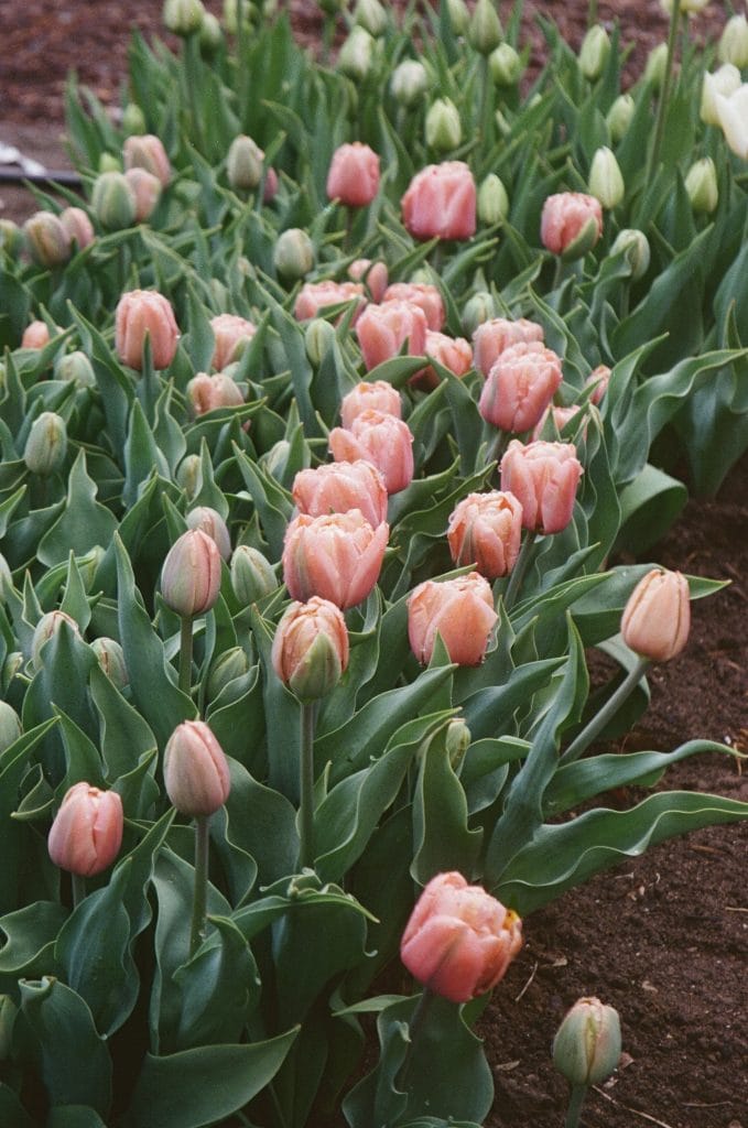 Rambling Wild Family Farm