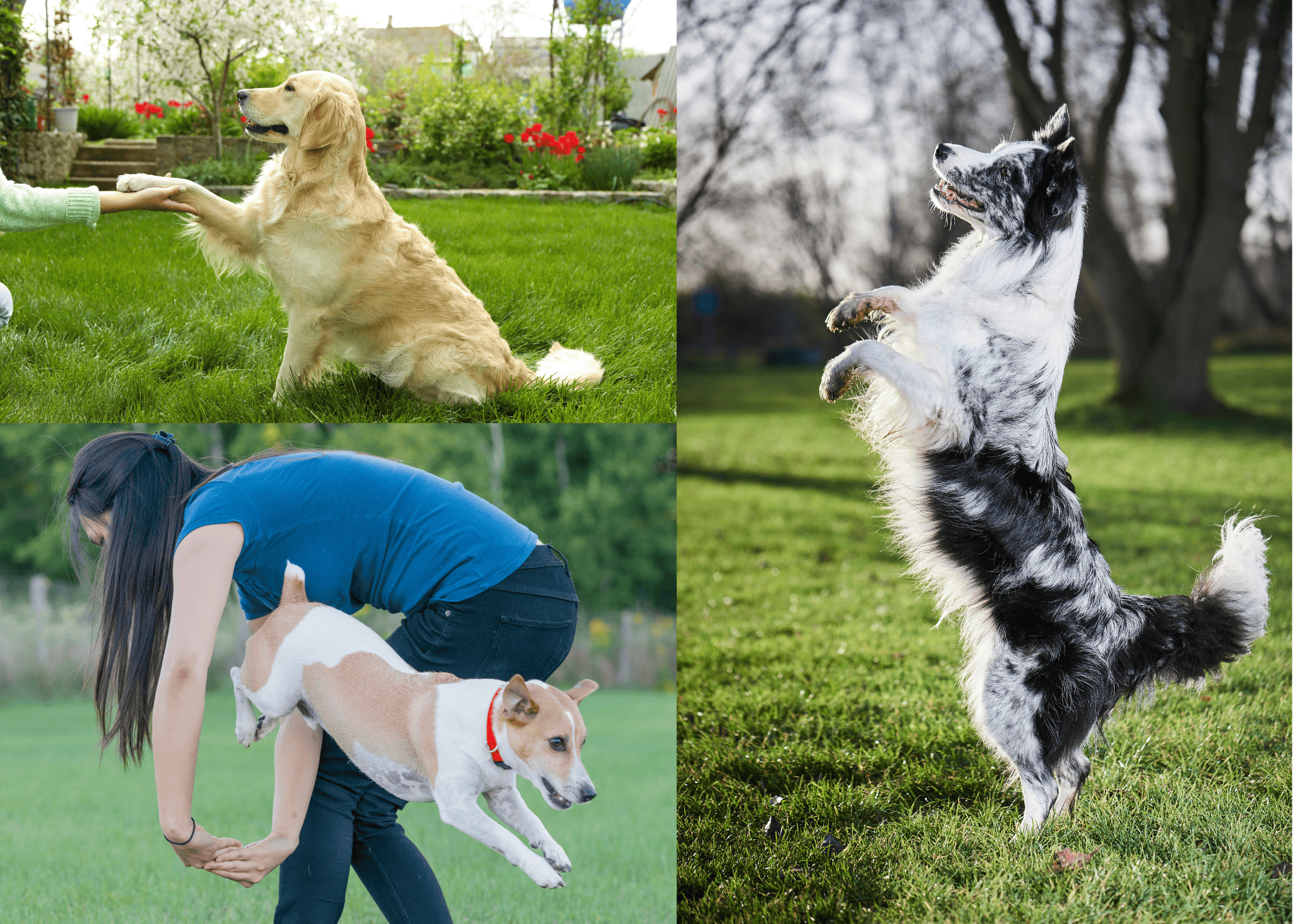dog trick contest at red bird